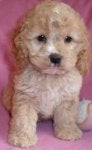 new puppy 2.JPG