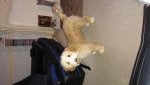 IMG-20180112-WA0002_1515875072177.jpg