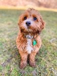 Dog Dog breed Carnivore Liver Companion dog