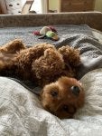 Toy Dog Dog breed Companion dog Stuffed toy
