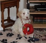 Amber_231212.jpg