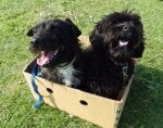 2 in a box.jpg